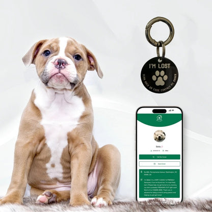 Smart Pet ID Tag with QR Code – Stainless Steel, No App or Subscription